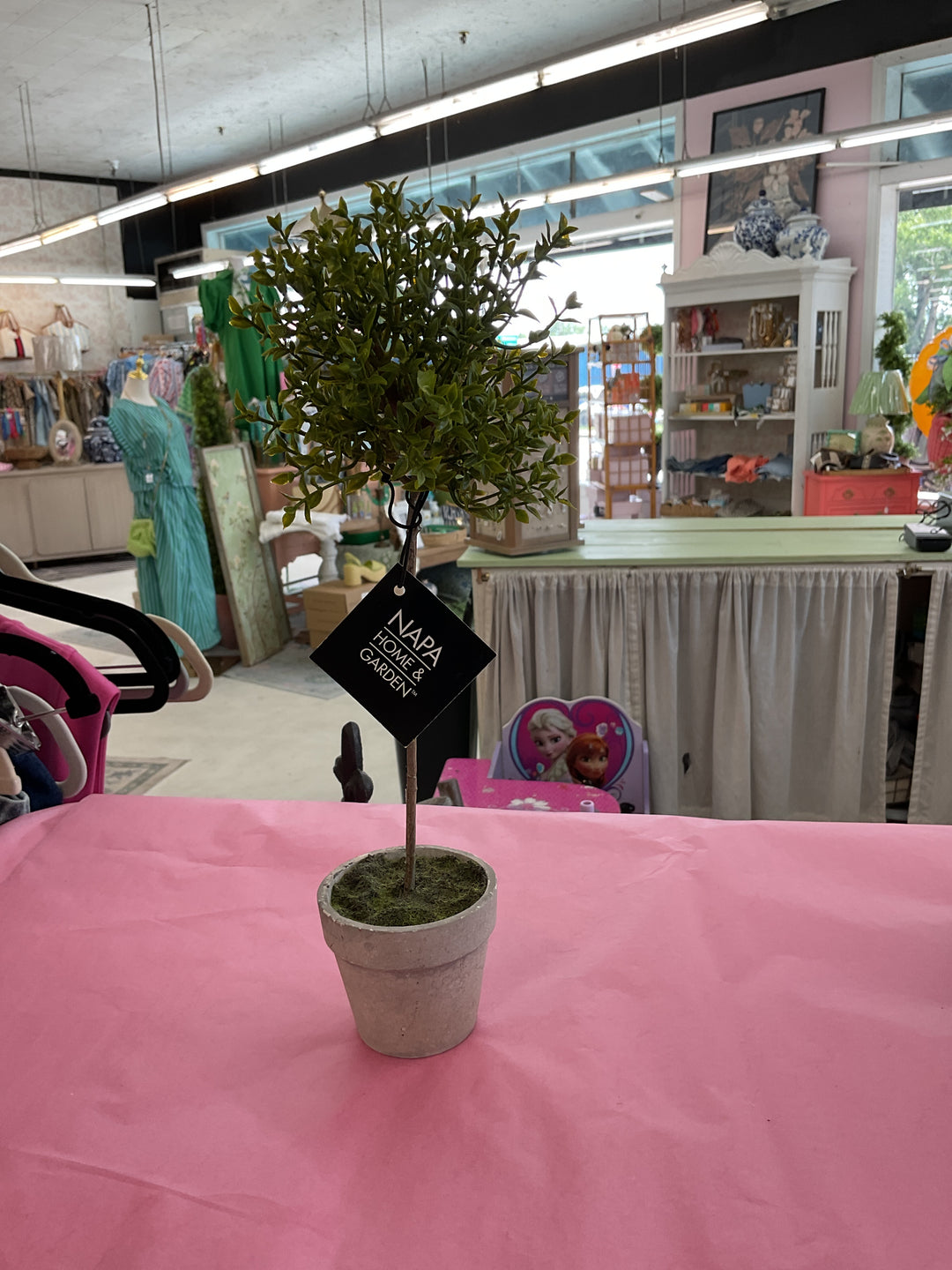 Plant Decor