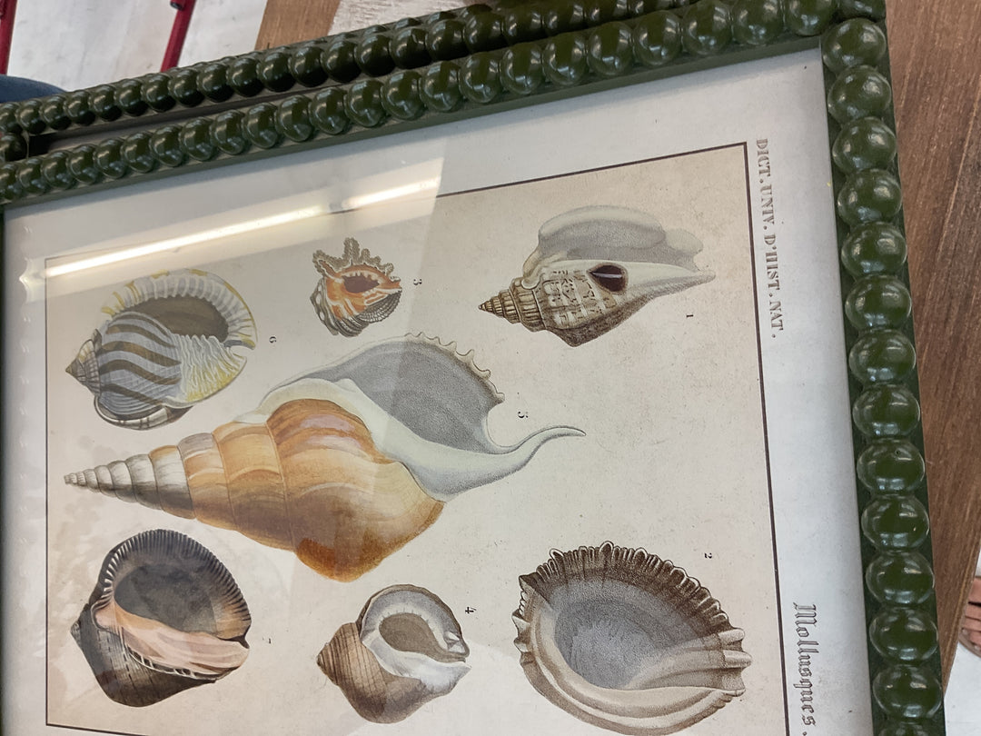 Set of 4 seashell pictures