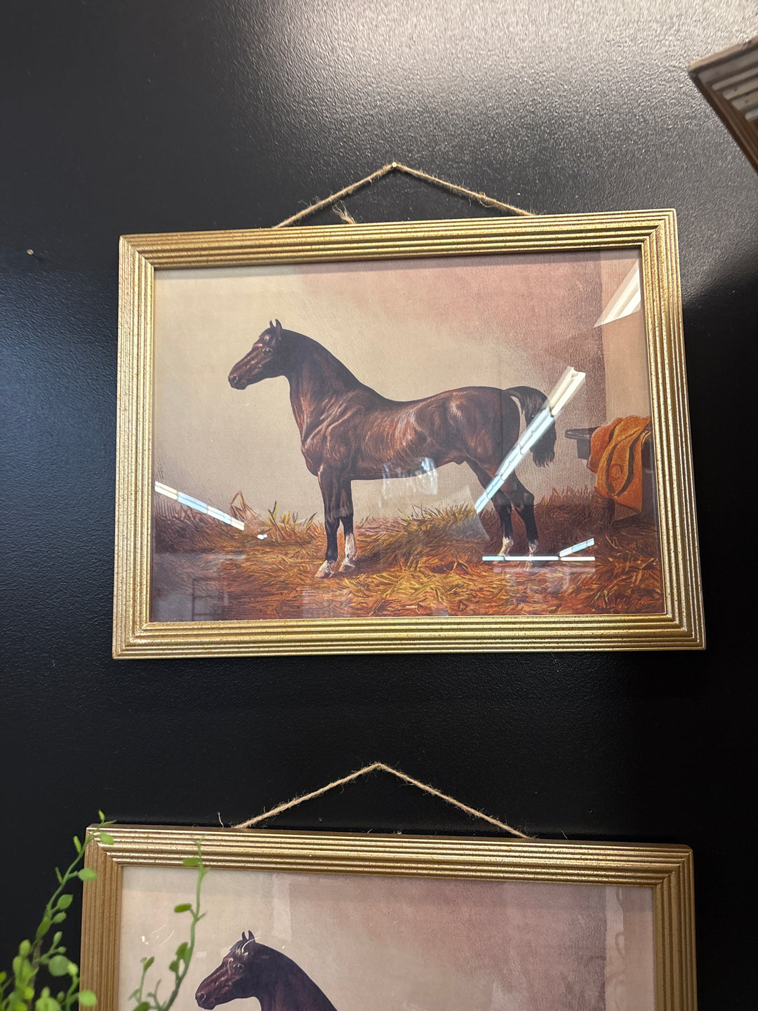Horse picture