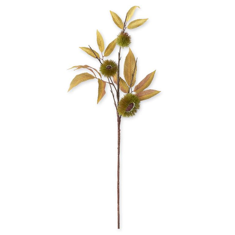 35 Inch Green Pod Beech Branch